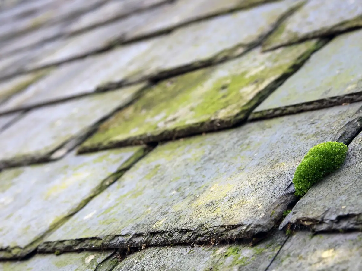 Moss and lichen on roof slates