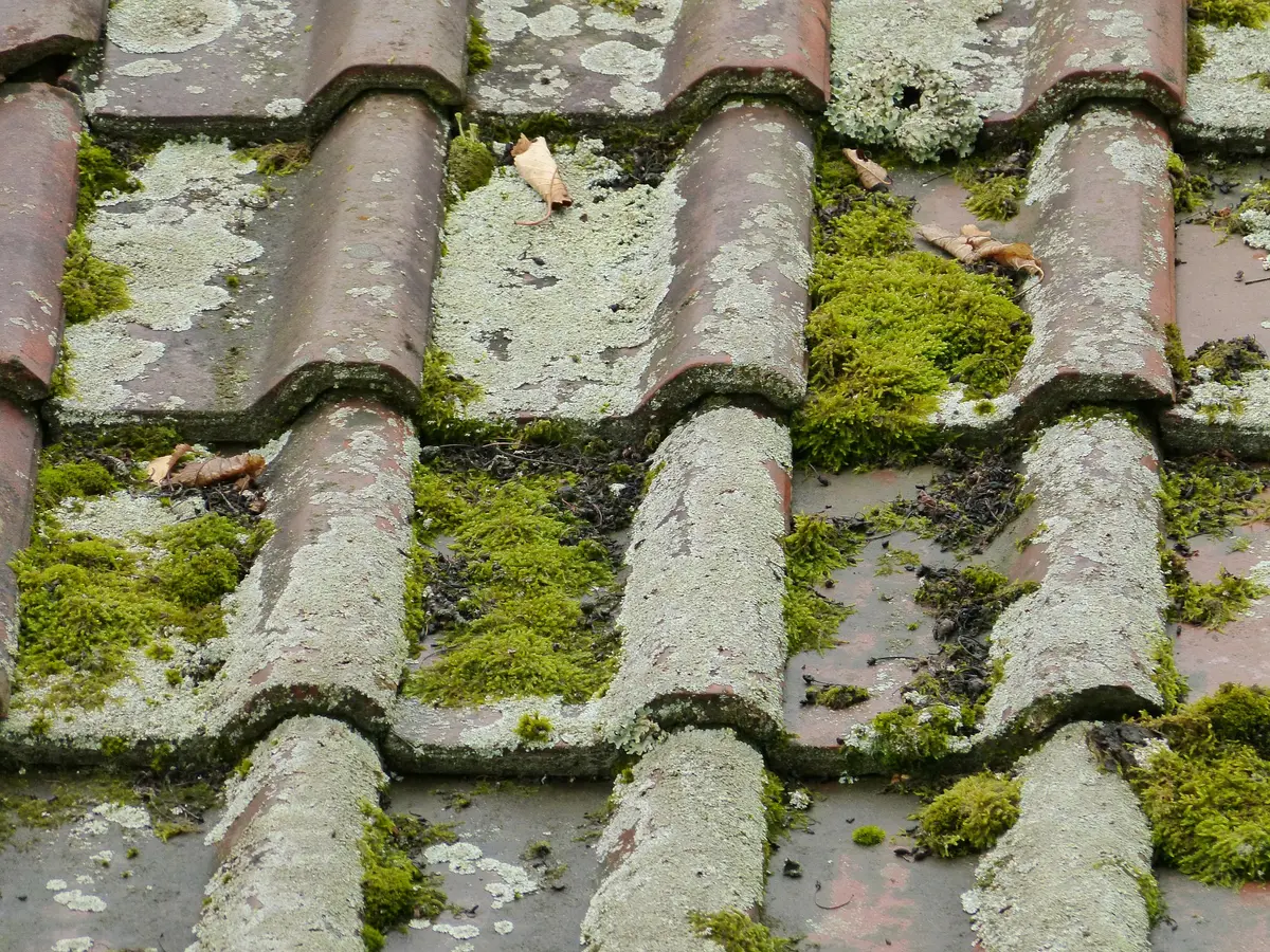Moss and lichen growing between concrete roof tiles