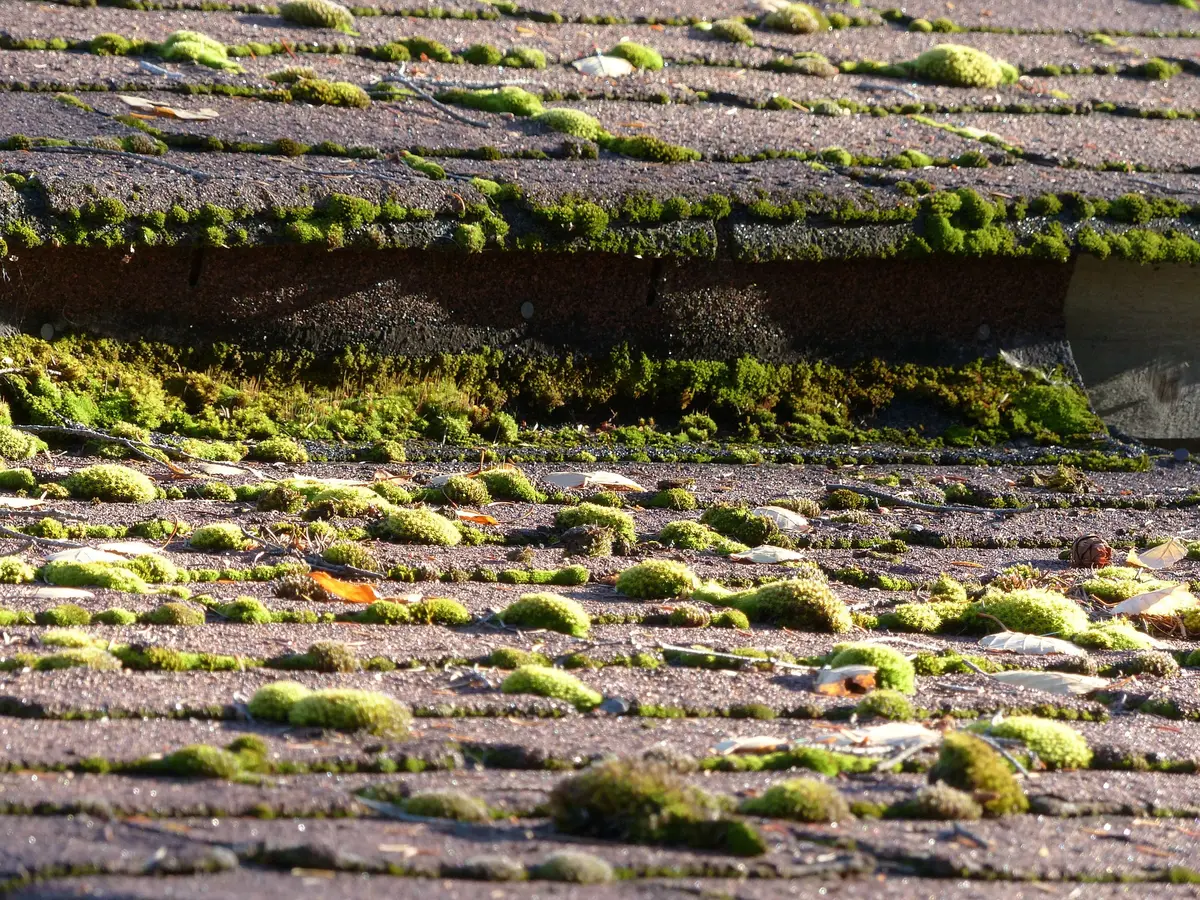 Clumps of moss growing on concrete roof tiles