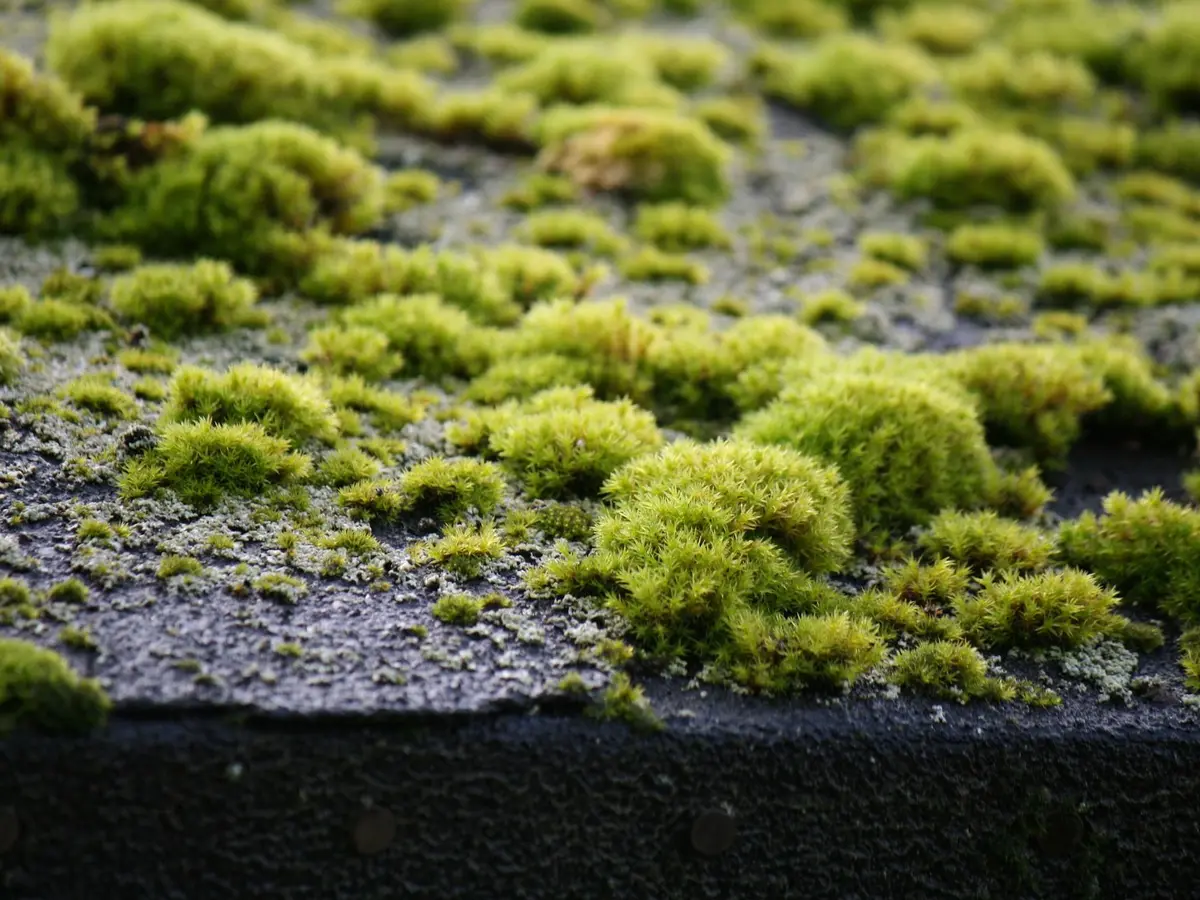 Thick cushions of moss growing on a roof